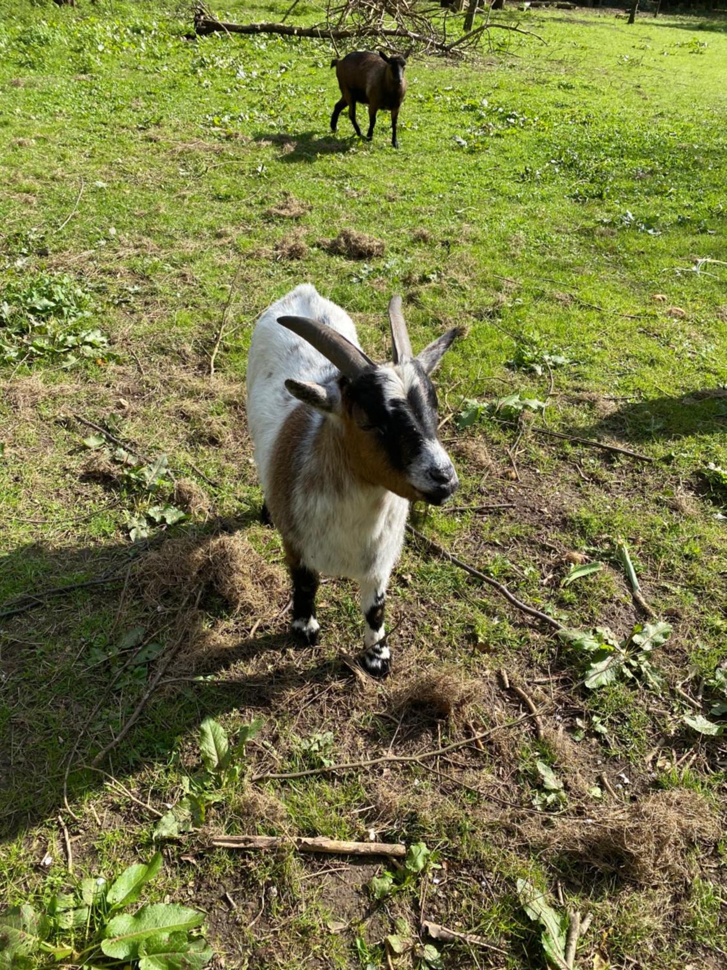 Ferienwohnung Auf Einem Resthof Zentral Gelegen Mit Viel Natur Und Tieren Rendswuhren Exterior foto
